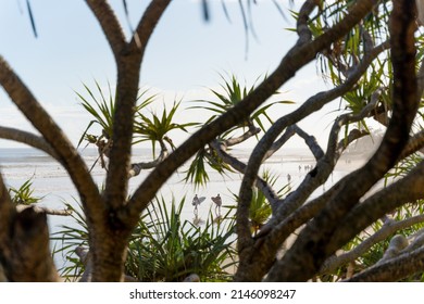 Pandanus Trees On The Beach.