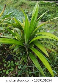  Pandanus Is A Type Of Monocot Plant From The Pandanaceae Family That Has A Distinctive Scented Leaf