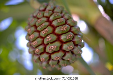 Pandanus Utilis Common Screwpine