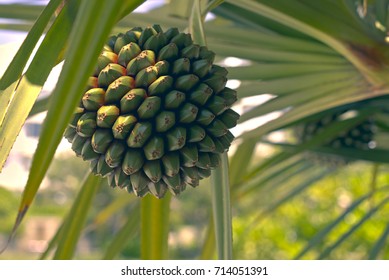 Pandanus Utilis Common Screwpine