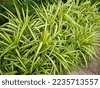 pandanus variegata