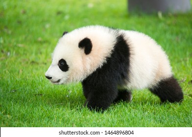 Baby Panda High Res Stock Images Shutterstock