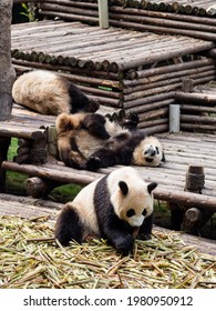 Pandas From The Chengdu Research Base Of Giant Panda Breeding