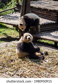 Pandas From The Chengdu Research Base Of Giant Panda Breeding