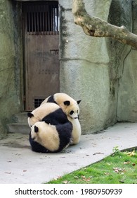 Pandas From The Chengdu Research Base Of Giant Panda Breeding