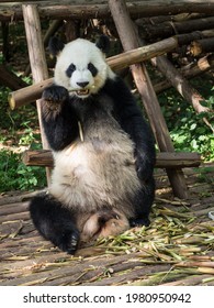 Pandas From The Chengdu Research Base Of Giant Panda Breeding