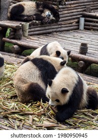 Pandas From The Chengdu Research Base Of Giant Panda Breeding