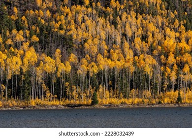 Árbol de Pando, Árbol de Aspen, temporada de otoño en Utah