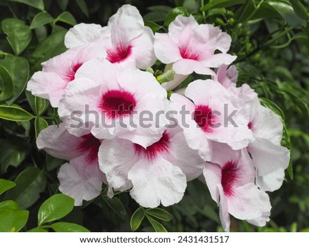 Pandorea jasminoides, whitish pink hairy flowers, close up. Bower of beauty or Bower vine is a woody climber, ornamental and flowering plant of the family Bignoniaceae.
