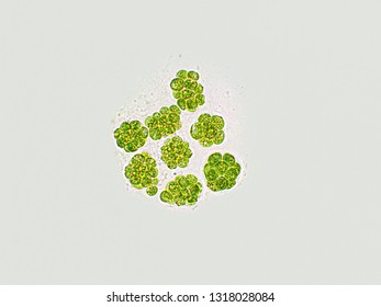 Pandorina sp. algae under microscopic view