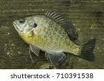 Panfish