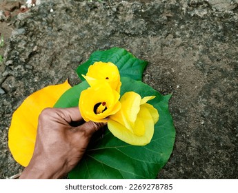 Pangandaran, Feb 26, 2023 : Persons hand holding yellow flowers on yellow green leaves with pavement as background in frontyard of hotel. - Shutterstock ID 2269278785