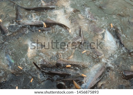 Pangasius fish that are eating food