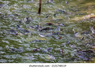 Pangasius Fish Vietnamese Catfish Scrambling Eat Stock Photo (Edit Now ...