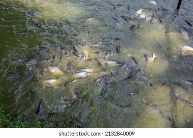 Pangasius fish or Vietnamese catfish are scrambling to eat in a farming pond. Beautiful wild catfishes eating feed in ponds.