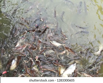 8,698 Pangasius Fish Stock Photos, Images & Photography | Shutterstock