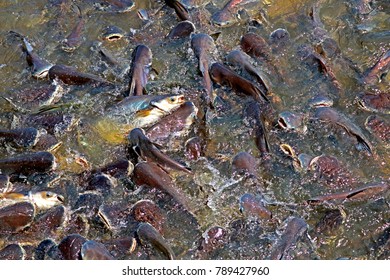 Pangasius Pond Stock Photo 789427960 | Shutterstock