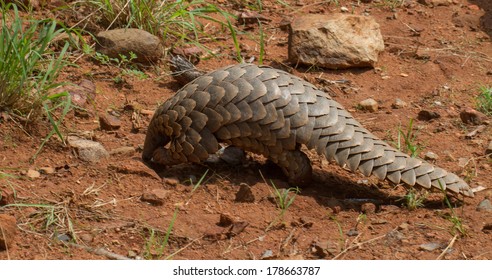 Pangolin