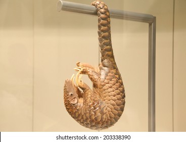 Pangolin