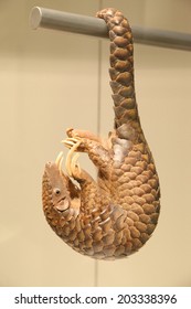 Pangolin