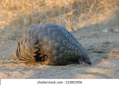 pangolin