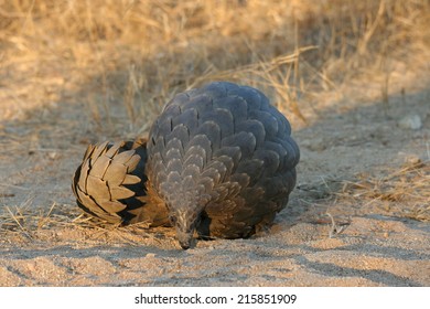 pangolin