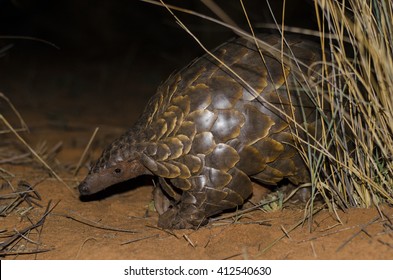 Pangolin