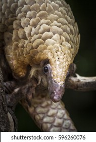 Pangolin