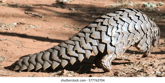 Pangolin closeup of scales with morning sun highlights Lusaka Zambia 2016