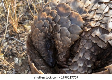 Pangolin Curled Up Asleep In A Ball