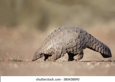 Pangolin digging in the Kalahari