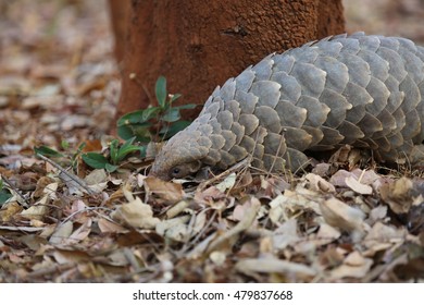 Pangolin Eating