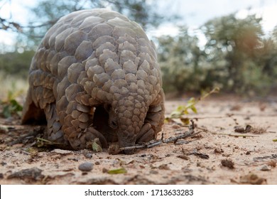 Pangolin Eating On The Ground, Daylight