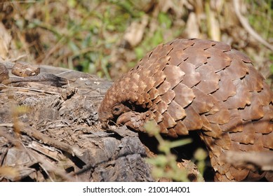 Pangolin (endangered Animal) Walking And Foraging Whilst Eating Ants On African Safari In South Africa Whilst On Game Drive. 