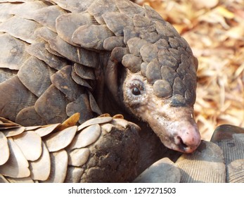 Pangolin Face Close Up 