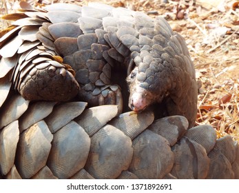 Pangolin Face Close Up