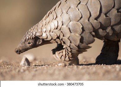 Pangolin foraging for ants