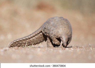 Pangolin foraging for ants