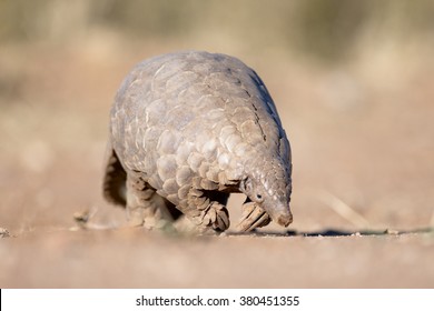 A Pangolin hunting for ants