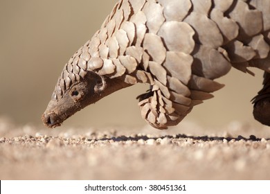 A Pangolin hunting for ants