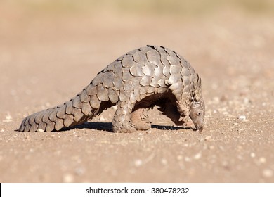 A Pangolin hunting for ants.