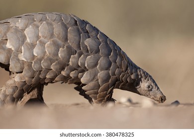 A Pangolin hunting for ants.