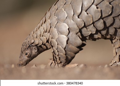 A Pangolin hunting for ants.