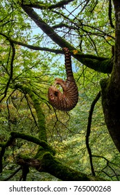 Pangolin (Manis javanica) hanging on the tail in the forest