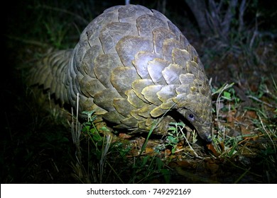 Pangolin at Night