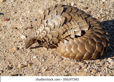 A Pangolin in the Northern Cape region of South Africa Sometimes called an Anteater