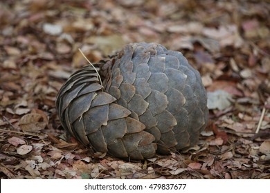 Pangolin rolled up