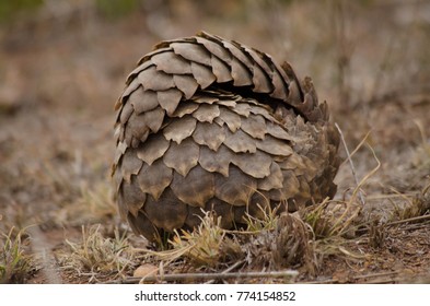 Pangolin Rolled Up