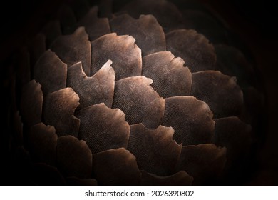 Pangolin Scales Textures With Black Background. Endangered Animal, Animal Trafficking. 