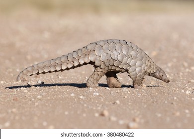 A Pangolin searching for ants.